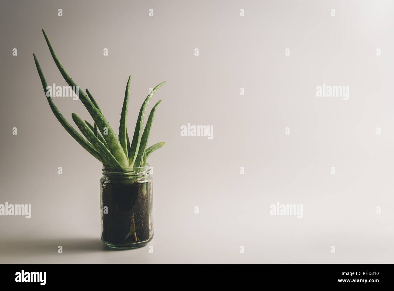 Einfache und gesunde Grün Aloe Vera Pflanze für natürliche, alternative Medizin und Behandlung eingesetzt, auf sauberen, weißen Hintergrund mit Text-Raum. Stockfoto