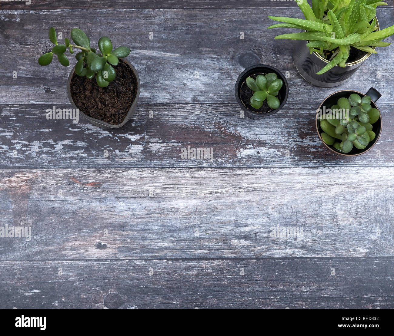 Blick von oben auf die wachsende grüne saftige Pflanzen in verschiedenen alternative hipster Blumentöpfe aus rustikalem Holz Hintergrund mit Copyspace. Stockfoto