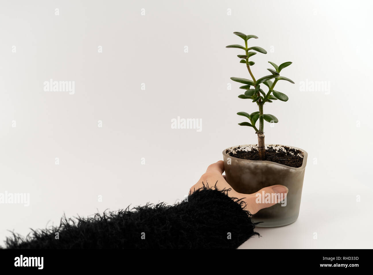 Ausschnitt der Frau hand mit einem grünen wachsenden sukkulente Pflanze in ein modernes Glas Topf mit frischen, natürlichen Boden - Konzept von Umweltschutz, neues Leben Stockfoto