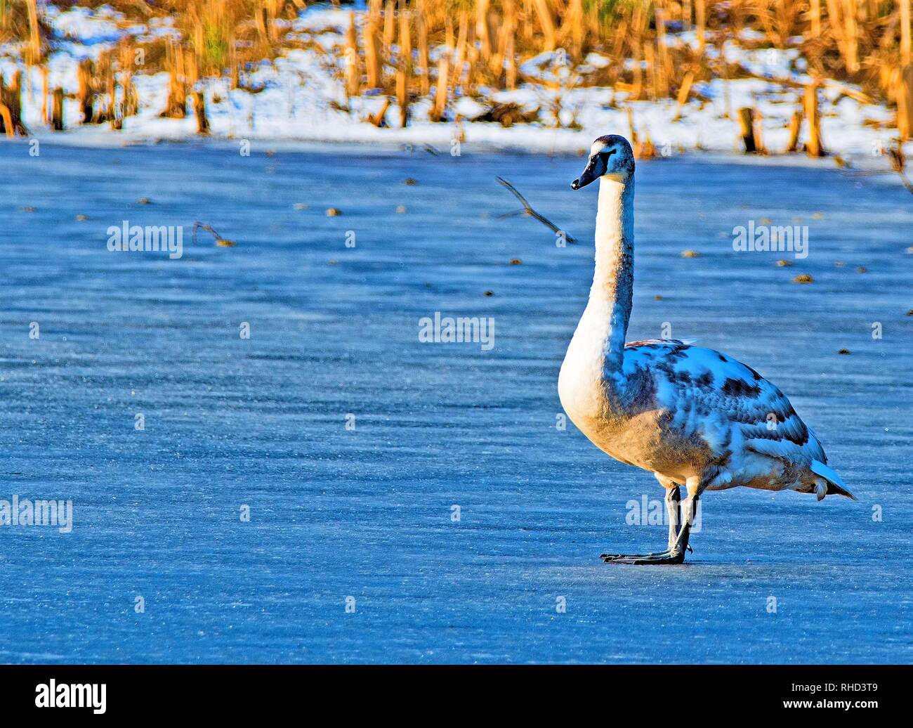 Genommen Sprotbrough Flash, komplett im Februar, 2019 eingefroren zu erfassen. Stockfoto