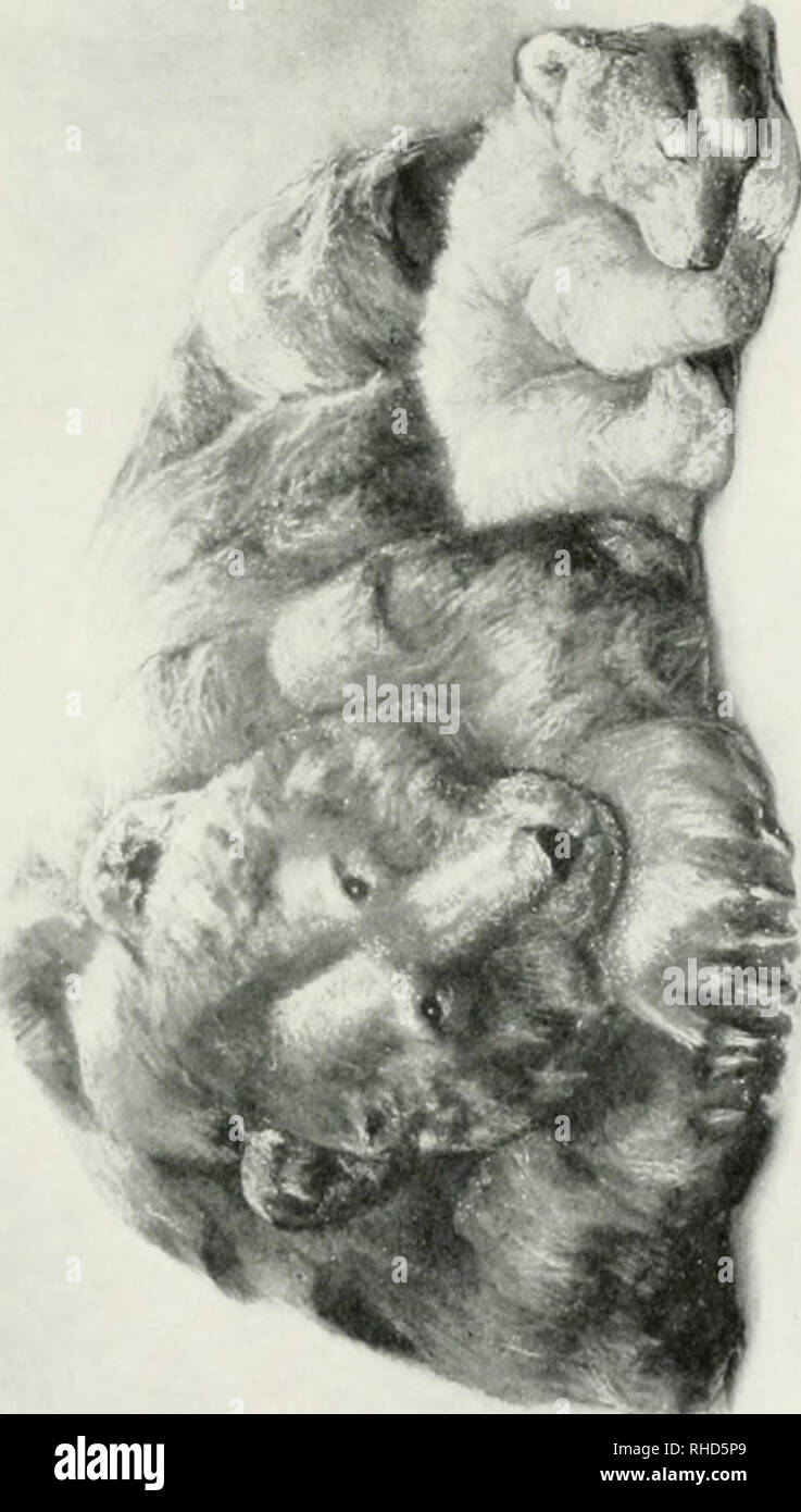 . Ein Buch der Sterblichen; eine Aufzeichnung der guten Taten und guten Qualitäten von dem, was die Menschheit freut sich, die Niedere Tiere zu nennen. Tierische Intelligenz; Tiere, Folklore. -&Gt;&lt;^^' I. Bitte beachten Sie, dass diese Bilder sind von der gescannten Seite Bilder, die digital für die Lesbarkeit verbessert haben mögen - Färbung und Aussehen dieser Abbildungen können nicht perfekt dem Original ähneln. extrahiert. Stahl, Flora Annie Webster, 1847-1929. London: W. Heinemann Stockfoto