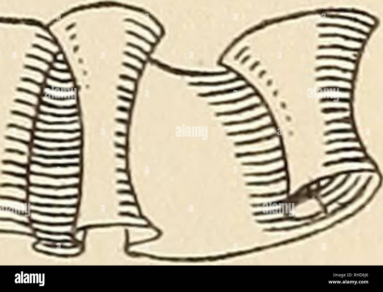 . Buch der hundert Bären. Bären. UNTRODDEN MÖGLICHKEITEN DER Canon Hotel, die Art und Weise unterteilen. Die Bühne Linien westwardly zu Norris Becken, und dort zu stoppen zum Mittagessen, machen eine Nachmittag zu Mammoth Hot Springs, an der nördlichen Grenze des Parks. Die Damen gewählt, so zu gehen, während wir mit Dudgeon und unsere Surrey, der unfre - quented Straße direkt nördlich zu den versteinerten Wald verfolgt, die Buffalo Plateau, von dort zurück zum Camp Roose - velt und West zu Mammut Federn. ^ ' Untrodden Wege" ist eine leichte Übertreibung, aber, während die Straße gut ist, ist es wenig durch Tour verwendet - ists, die folgen. Stockfoto