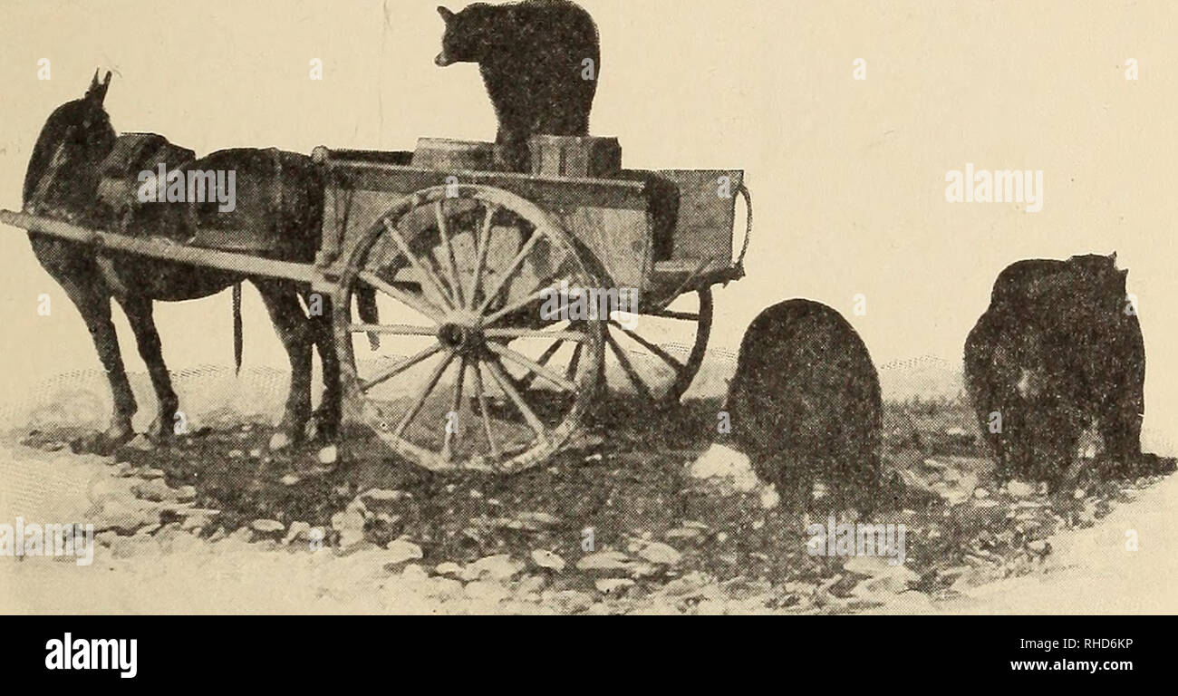 . Buch der hundert Bären. Bären. Die CANON und die GRIZZLIES 157 o'clock, und Sie sehen sofort, dass hier etwas anderes ist als alles, was Sie gesehen haben. Keinen Abfall Warenkorb, mit seiner Last von benachteiligten Menschen, trägt diese Gehäuse. Der Müll wird früh genommen, bevor die Grizzlies kommen. Eine stout Zaun von. Auf der Suche nach dem Treiber Stacheldraht hält Besucher auf Distanz, und fünf Soldaten, schwer bewaffnet, stand Guard. Die kleinen Kerle kommen zuerst. Sie den steilen Hang galoppieren, ihr Abendessen packen, es schnell schlucken, immer mit einem Auge auf das Holz über dem Hang. Dann die Erste der b Stockfoto