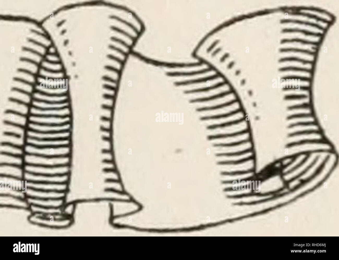 . Buch der hundert Bären. Bären. UNTRODDEN MÖGLICHKEITEN T Canon Hotel, die Art und Weise unterteilen. Die Bühne Linien westwardly zu Norris Becken, und dort zu stoppen zum Mittagessen, machen eine Nachmittag zu Mammoth Hot Springs, an der nördlichen Grenze des Parks. Die Damen gewählt, so zu gehen, während wir mit Dudgeon und unsere Surrey, der unfre - quented Straße direkt nördlich zu den versteinerten Wald verfolgt, die Buffalo Plateau, von dort zurück zum Camp Roose - velt und West zu Mammut Federn. ^ ' Untrodden Wege" ist eine leichte Übertreibung, aber, während die Straße gut ist, ist es wenig durch Tour verwendet - ists, die Folgen Stockfoto