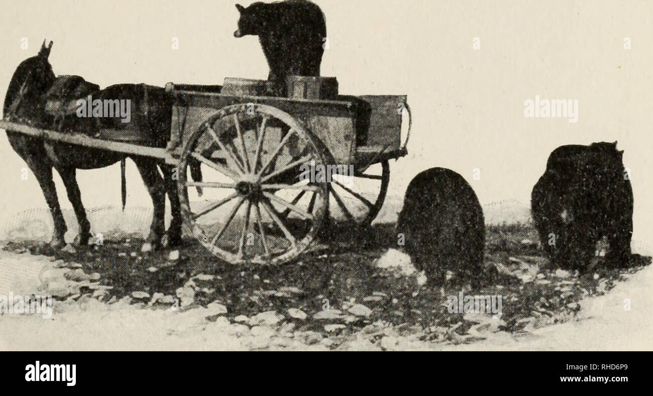 . Buch der hundert Bären. Bären. Die CANON und die GRIZZLIES 157 o'clock, und Sie sehen sofort, dass hier etwas anderes ist als alles, was Sie gesehen haben. Keinen Abfall Warenkorb, mit seiner Last von benachteiligten Menschen, trägt diese Gehäuse. Der Müll wird früh genommen, bevor die Grizzlies kommen. Eine stout Zaun von. Auf der Suche nach dem Treiber Stacheldraht hält Besucher auf Distanz, und fünf Soldaten, schwer bewaffnet, stand Guard. Die kleinen Kerle kommen zuerst. Sie den steilen Hang galoppieren, ihr Abendessen packen, es schnell schlucken, immer mit einem Auge auf das Holz über dem Hang. Dann die Erste der b Stockfoto