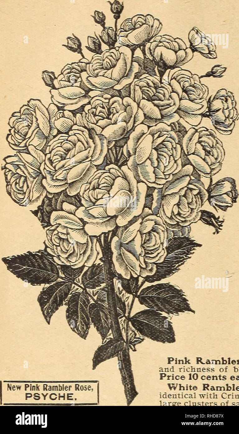 . Buch der Blumen von Fräulein Martha Hiser, seedswoman und Floristen. Saatgut Industrie und Handel; Samen; Blumen; Pflanzen, Zierpflanzen. 22 FRÄULEIN MARTHA HISER, Urbana, Ohio, EINE SEITE DER großartigsten Climbing Roses bekannt mit der floralen Welt. Der Rambler Rosen. Sieben schöne Sorten. Helene. Neue Rambler RoseâDistinct neue Farbe, hübsche, leichte rosige Rot; Laub und Wachstum wie die Muttergesellschaft, Crimson Rambler. Preis 15 Cent, große zwei Jahre alten Pflanzen 40 Cent. Gelbe Rambler, AglaiaâFlowers immense Cluster getragen, nach wie Crimson Rambler; gleiche stattlichen Pyramidenform; klar beschlossen, gelb Stockfoto