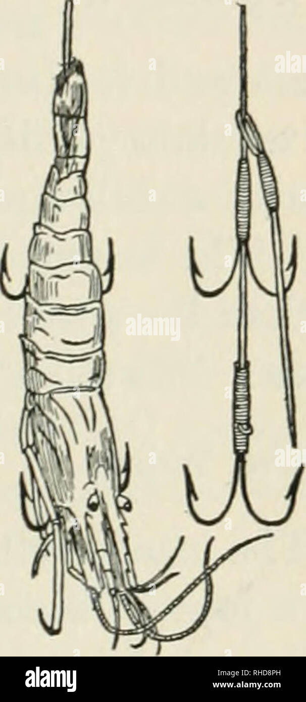 . Das Buch von Fischen und Angeln: Ein komplettes Kompendium der praktischen Rat diejenigen, die Winkel für alle Fische in Süßwasser und Salzwasser zu führen. Angeln. Wie Sie diese Länge zu erhalten; auf halbem Weg zwischen der Senkkörper und Haken fest ist eine kleine Box, drehbar, Größe Nr. 4, der Haken frei drehen lassen. Der Köder ist in einer Tiefe von mindestens zwanzig Meter geschleppt, und die üblichen Segel- geschwindigkeit ist vier Meilen pro Stunde. Die besten Angeln ist in der Regel im Laufe des Vormittags und die beste Jahreszeit ist im Juni, und bis weit in die ait August. 25 Fisch ist ein guter Fang auf einem Haken betrachtet, die durchschnittliche s Stockfoto