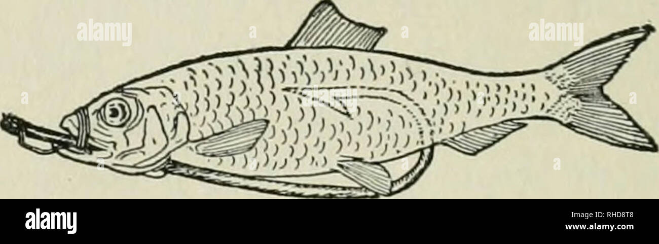 . Das Buch von Fischen und Angeln: Ein komplettes Kompendium der praktischen Rat diejenigen, die Winkel für alle Fische in Süßwasser und Salzwasser zu führen. Angeln. Fischen und Angeln haken Haughnessy IST EIN O Nr. 7/0 oder 8/0 mit sechs oder acht Zoll piano-Draht Führer, in zwei Verbindungen, und befestigt mit einem doppelten schwenken. Der Köder ist entweder ein Gerochen oder Sardinen von 4 auf 6 cm in der Länge. Zu ködern, der Haken ist an der Mündung in der Gill eingegeben; dann in den Bauch des Fisches eingebettet ist, so dass die gesamte Haken, mit Ausnahme der Schaft, versteckt ist. Die Öffnung wird dann mit einem fünf Zoll Feinsilber wi Wunde Stockfoto