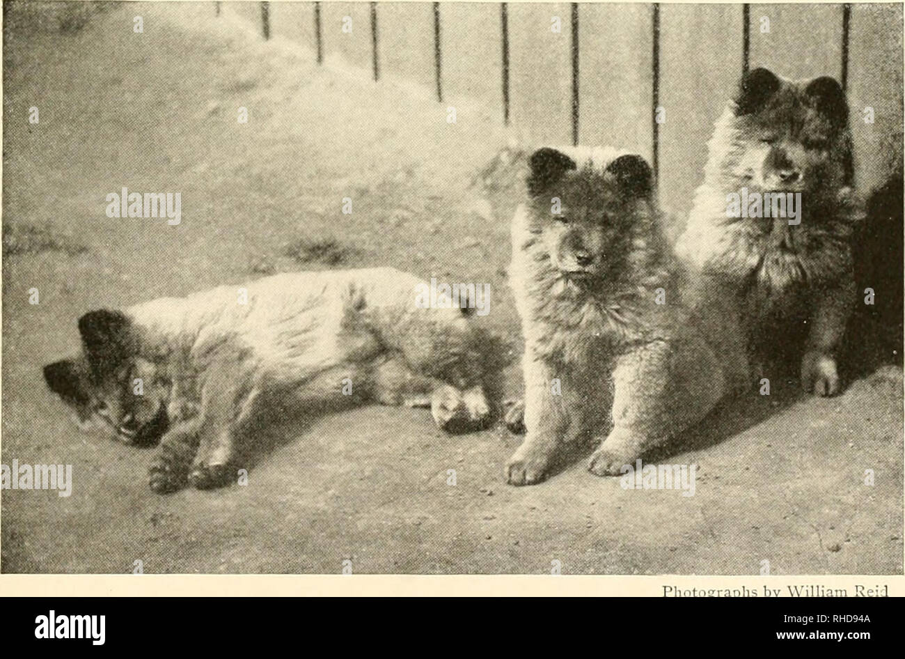 . Das Buch der Hunde; eine intime Studie der beste Freund des Menschen. Hunde. Große FAMILIEN SIND IN DER REGEL SPARSAM SCOTCH HUNDEHÜTTEN. Pliotographs von William 1 Ihre Vorfahren kamen aus dem himmlischen Königreich jedes dieser Chow, oder Chow-Chow, Welpen, wenn es ankommt beim Hund Immobilien, verspielt, intelligent, und gehorsamen Begleiter für seinen Besitzer - und keine anderen. Der Chow ist nicht gesellig geneigt; es ist gleichgültig gegenüber der ganzen Welt, um ihn zu retten, denen es anerkennt als Master (siehe Seite 50). 81. Bitte beachten Sie, dass diese Bilder aus gescannten Seite Bilder, die digital verbesserte fo wurden extrahiert werden Stockfoto