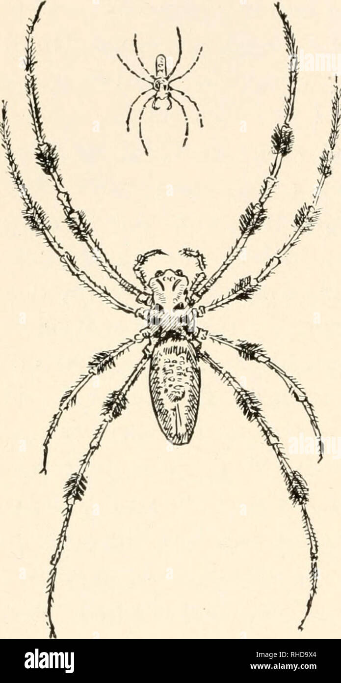 . Das Buch von Bugs. 152 Das Buch von Bugs. Er denkt, ich bin ein Narr? Eine für die letzte Karte. Sie können nicht alles mit Web-sites spinnen" tun. Wo ist Ihr 15-sechs? 15 - Zwei 15-Fo'ur-Oh, ja, das ist alles richtig, denke ich. Lass mich sehen, was ich bekam. Oh, entlang laufen, Florida Blanca. Es ist mir egal, was du mit 'Tun em. Siehst du nicht Ich bin beschäftigt? Keine Schuld, was in der Krippe! Nun, was halten Sie davon, dass für Glück?" Nicht nur, dass der König ihn vernachlässigen, aber die ganze Welt neben, so dass jetzt gibt es nur eine Kopie seiner Broschüre in allen Amer - ica. Dr. Wilden hat Trans - 1 a t e d es hat und etwas geschrieben Stockfoto