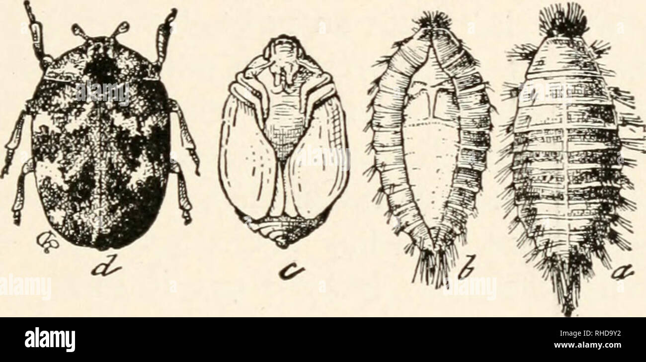 Das Buch Von Bugs Feinde Der Kleider Und Teppiche 131 Mullhaufen
