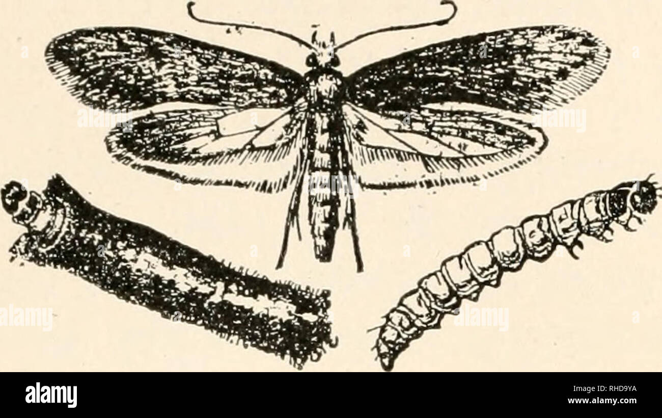 . Das Buch von Bugs. 124 Das Buch von Bugs.. aber das war lange" und vor langer Zeit, und Kleidung - Backen Motten' von den bloßen Mangel an Übung abgenommen haben. Sie stieg aus der Art zu essen, vielleicht weil sie nahm ihren Verstand ausschalten Was ist schließlich die interessanteste Sache im Leben - Falling in Love. Ich freue mich über eine große dis - Abb. enounce. 28. Tinea pellionella, die gemeinsame COVCry, dass ich Kleidung - Motte; Erwachsene Motten, Larve, und Larve ITlVSelf niade Alle bv in seinem Fall. "C) O zu sprechen, 1 haben es richtig aus meinem eigenen Reben abgeholt. Ich bin es durch Analogie, die ich hier sagen kann, ist das die meisten ac Stockfoto