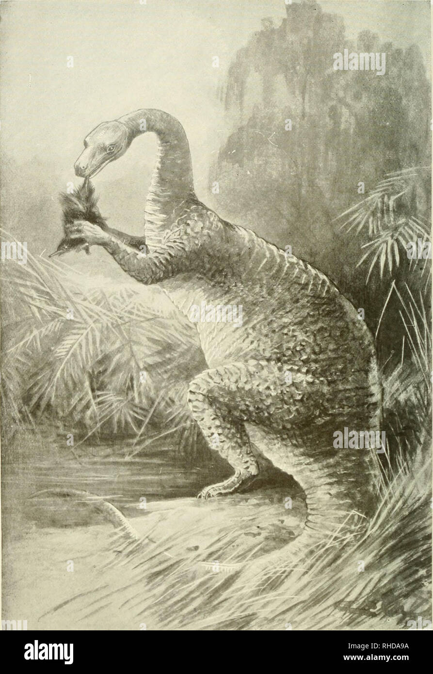 . Das Buch der Tierwelt. Säugetiere; Säugetiere. Platte VIII. Die erloschenen Megalosaurus, deren nächste Verwandten wahrscheinlich Krokodile sind. Bleibt in England und Amerika gefunden. Bitte beachten Sie, dass diese Bilder sind von der gescannten Seite Bilder, die digital für die Lesbarkeit verbessert haben mögen - Färbung und Aussehen dieser Abbildungen können nicht perfekt dem Original ähneln. extrahiert. Westell, William Percival, 1874-1937. London, J. M. Dent &Amp; Söhne, Ltd. ; New York, E. S. Dutton &Amp; Co. Stockfoto