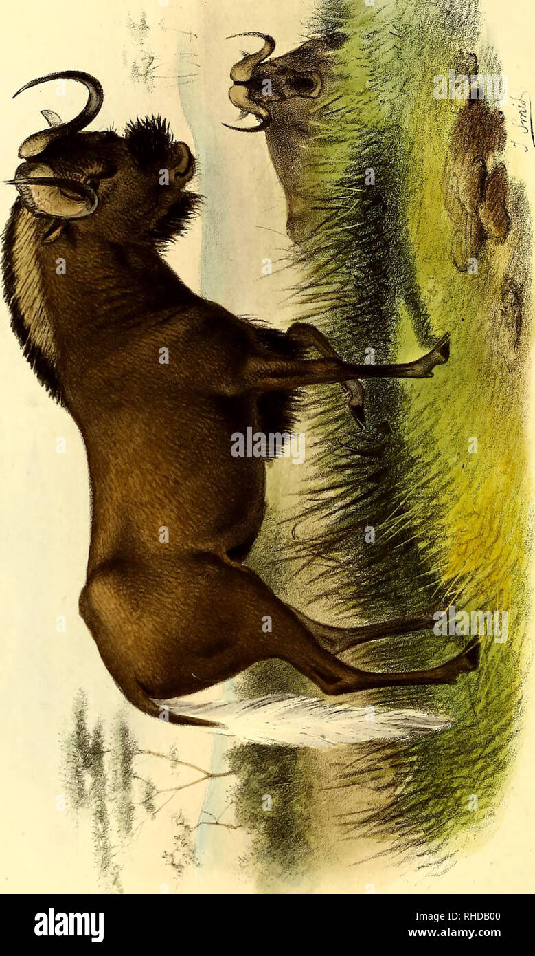 . Das Buch von Antilopen. Antilopen. X Pi CO W m o w Pn o o o m w H. t&gt; 6 CD^ CO CD-J4 &Lt;6H^? 8 CD-HH s&amp; o o o 0. Bitte beachten Sie, dass diese Bilder sind von der gescannten Seite Bilder, die digital für die Lesbarkeit verbessert haben mögen - Färbung und Aussehen dieser Abbildungen können nicht perfekt dem Original ähneln. extrahiert. Philip Lutley Sclater, 1829-1913; Thomas, Oldfield, 1858-1929; Wolf, Joseph, 1820-1899, Kranke; Williams, Alpheus F., der ehemalige Eigentümer. DSI; National Zoological Park (U. S.), ehemalige Eigentümer. DSI; Russell E. Zug Africana Sammlung (Smithsonian Institut Stockfoto