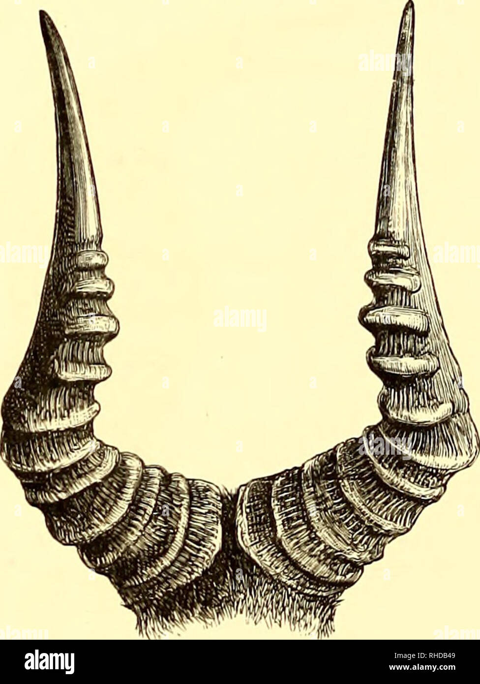 . Das Buch von Antilopen. Antilopen. 12 Unsicherheit, obwohl wir guten