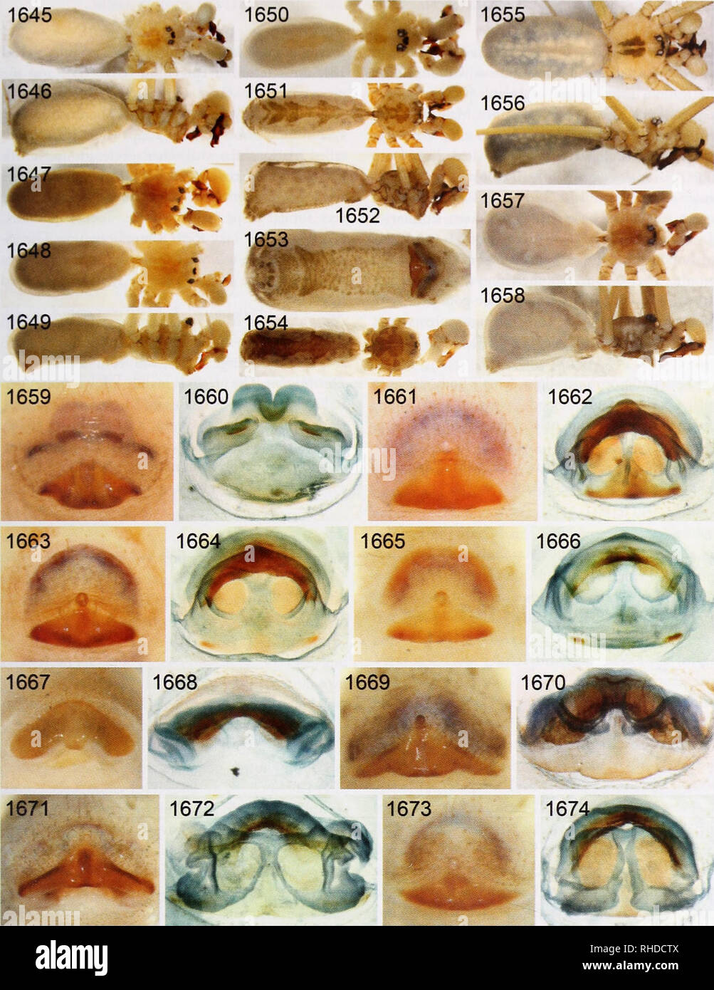 . Bonner zoologische nach 1550. Zoologie. Abb. 1645-1674. Pholcusponticus und Ph. crypticolens Artengruppen (plus Ph. nenjukovi); Habitus, epigyna im ventralen Ansichten und gelöscht weiblichen Genitalien in der Dorsalen vievv ^s. 1645, 1646. Ph. ponticus, männlich, dorsalen und lateralen Ansichten. 1647. Ph. sogdianae, männlich, dorsalansicht. 1648, 1649. Ph. arkit, männlich, dorsalen und lateralen Ansichten. 1650. Ph. kamkaly, männlich, dorsalansicht. 1651-1653. Ph. crypticolens, männlich, dorsalen und lateralen Ansichten; weibliche Bauch, ventrale Ansicht. 1654. Ph. spilis, männlich, dorsalansicht. 1655, 1656. Ph.manueli, männlich, dorsalen und lateralen Ansichten. 1657, 1. Stockfoto