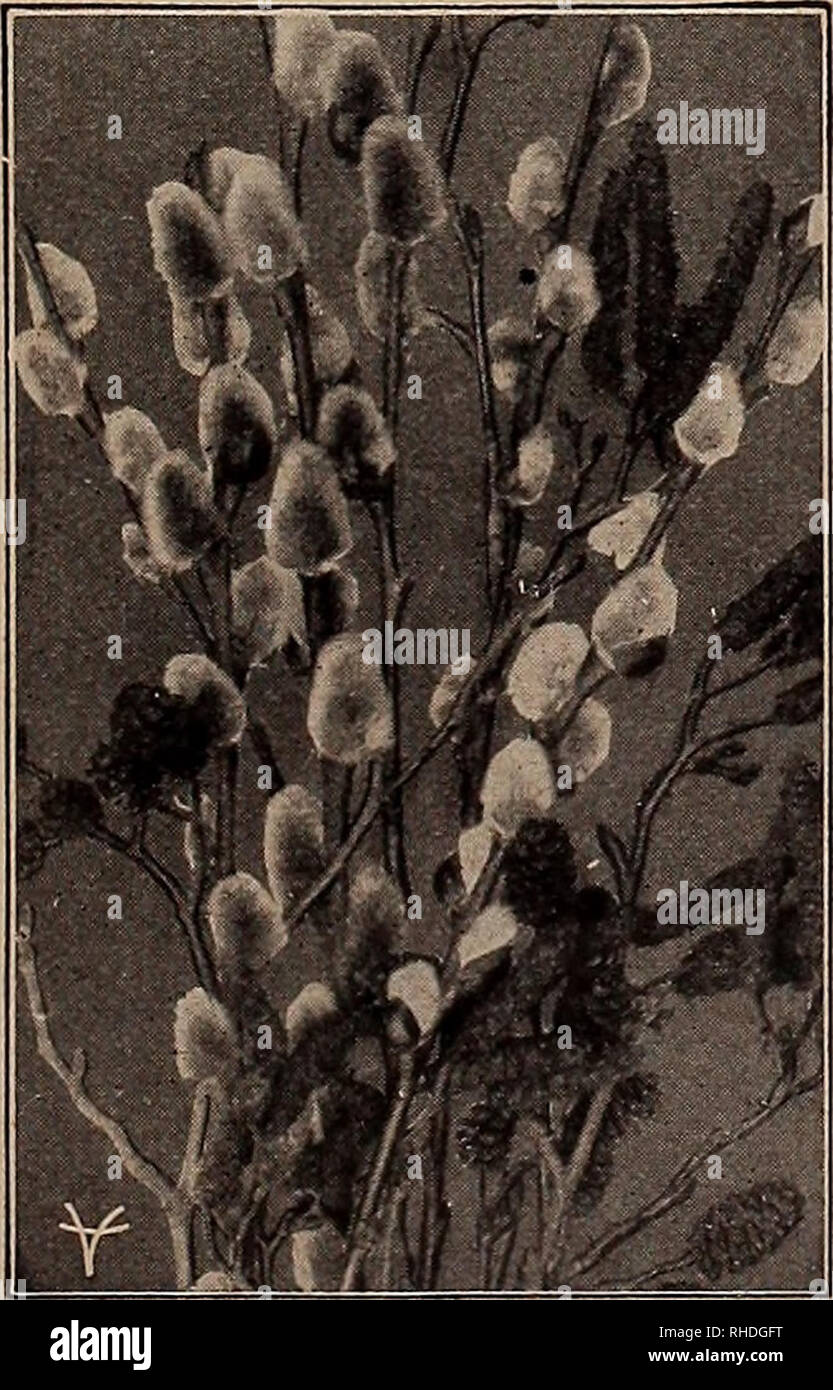 . Buch für Floristen. Blumen Samen Kataloge, Leuchtmittel (Pflanzen) Sämlinge Kataloge; Gemüse; Bäume Samen Samen Kataloge Kataloge; Gartenbau Ausrüstungen und Zubehör Kataloge. Fabrikantenvilla-Van Houttei (Bridal Wreath) Zier- und blühende Sträucher - (Fortsetzung) NEUE UND SELTENE FLIEDER. Jede Diderot, Edouard André, Emile Gentil, Jean Mace, Leon Gambetta, Montaigne, Marechal Lannes, Pres Fallieres, 18-24 $ 1.50 Jean Mace. Emile Gentil, 2 bis 3ft 2.00 früh Flieder (Syringa Giraldii). Joffroy, Buffton, Claude Bernard, Deschartes, Louvois, Mirabeau, 18 und 24 In 1,50 Bertaux, Buffton, Claude Bernard, Des Stockfoto