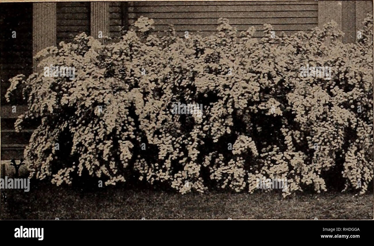 . Buch für Floristen. Blumen Samen Kataloge, Leuchtmittel (Pflanzen) Sämlinge Kataloge; Gemüse; Bäume Samen Samen Kataloge Kataloge; Gartenbau Ausrüstungen und Zubehör Kataloge. Fabrikantenvilla-Van Houttei (Bridal Wreath) Zier- und blühende Sträucher - (Fortsetzung) NEUE UND SELTENE FLIEDER. Jede Diderot, Edouard André, Emile Gentil, Jean Mace, Leon Gambetta, Montaigne, Marechal Lannes, Pres Fallieres, 18-24 $ 1.50 Jean Mace. Emile Gentil, 2 bis 3ft 2.00 früh Flieder (Syringa Giraldii). Joffroy, Buffton, Claude Bernard, Deschartes, Louvois, Mirabeau, 18 und 24 In 1,50 Bertaux, Buffton, Claude Bernard, Des Stockfoto
