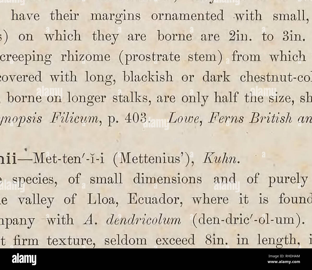 . Das Buch der Wahl Farne für Garten, Wintergarten. und Herd: beschreiben und die explizite kulturellen Richtungen für das Beste und auffälligste Farne und selaginellas im Anbau. Illustriert mit farbigen Platten amd zahlreichen Holzstiche. Identifizierung; Farne. ACROSTICHUM. 211 selten messen mehr als Sünde. in Länge, einschließlich ihrer Stiele, die mit kleinen, linear (viel länger als breit) Skalen des "dunklen Kastanien-braun - Hooker, Synopse Mlieum, s. 400 abgedeckt sind. A. (Chrysodium) minus-Chry so'-di-um; inin'-us (klein), Mettenius. Ein Herd Arten, von kleinen Abmessungen, Stockfoto