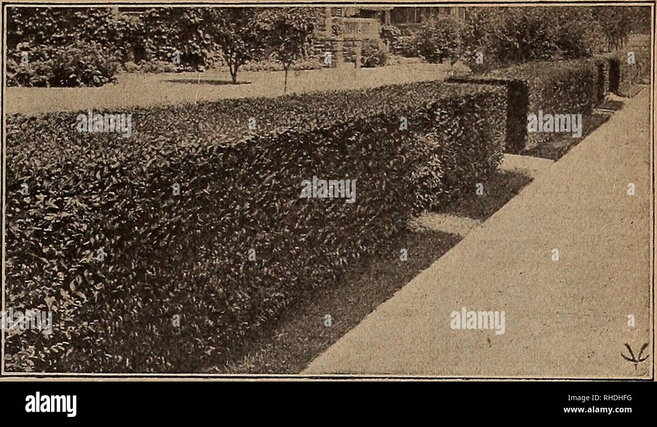 . Buch für Floristen. Blumen Samen Kataloge, Leuchtmittel (Pflanzen) Sämlinge Kataloge; Bäume Samen Kataloge; Gartenbau Ausrüstungen und Zubehör Kataloge. HYDRANGEA (Schneeball) Jedes neue und seltene Flieder. Diderot, Jean Mace, Marechal Lannes, Mo - taigne, Präsident Fallieres, Vestale. 18 und 24 in. $ 1.25 früh Flieder (Syringa Giraldii) Bertaux, Buffton, Claude Bernard, Deschartes, Lamartine, Louvois, Pascal, Vauban. 18 und 24 in. 1,25 LONICERA Bella Albida. 3 bis 4 ft 30 4 bis 5 ft1000, 200,00 $ .40 Morrowii. 2 bis 3 ft 35 3 bis 4 ft .40 Ruprechtiana. 3 bis 4 ft., Buschigen 40 4 bis 5 ft.) langen, buschigen 50 Tatarica Alba. 3 bis Stockfoto