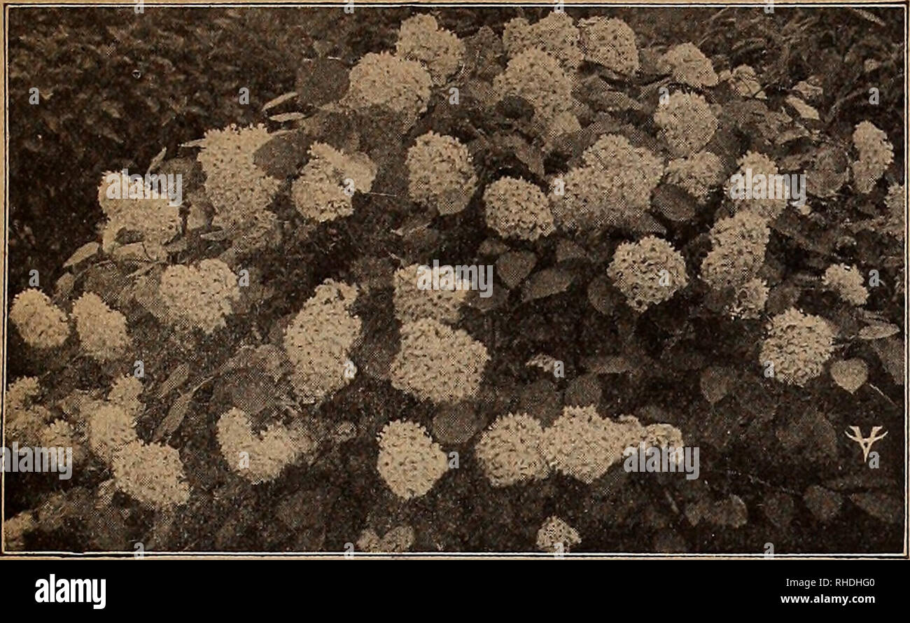 . Buch für Floristen. Blumen Samen Kataloge, Leuchtmittel (Pflanzen) Sämlinge Kataloge; Bäume Samen Kataloge; Gartenbau Ausrüstungen und Zubehör Kataloge. 9 VAUGHA 1 TS SAME STORE. ShMW) 47. HYDRANGEA (Schneeball) Jedes neue und seltene Flieder. Diderot, Jean Mace, Marechal Lannes, Mo - taigne, Präsident Fallieres, Vestale. 18 und 24 in. $ 1.25 früh Flieder (Syringa Giraldii) Bertaux, Buffton, Claude Bernard, Deschartes, Lamartine, Louvois, Pascal, Vauban. 18 und 24 in. 1,25 LONICERA Bella Albida. 3 bis 4 ft 30 4 bis 5 ft1000, 200,00 $ .40 Morrowii. 2 bis 3 ft 35 3 bis 4 ft .40 Ruprechtiana. 3 bis 4 ft., Buschigen 40 4 Stockfoto