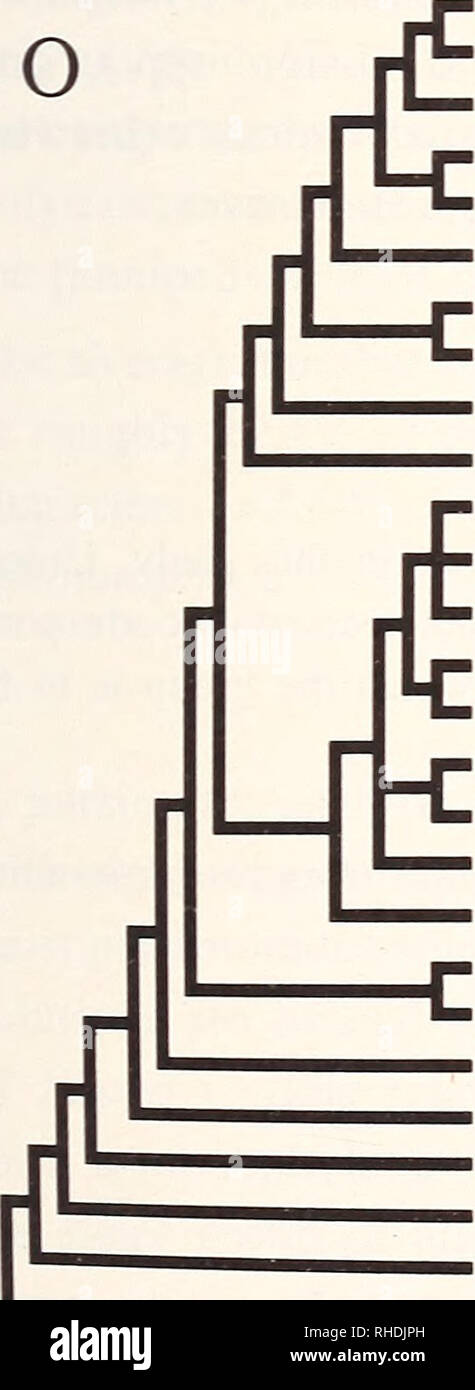 . Bonner zoologische nach 1550. Zoologie. M4. Pu^a caspica Pusa hispida Pusa pumila Phoca Phoca vitulina Halichoerus Histriophoca largha Pagophilus Cystophora Erignathus Hydrurga Lobodon Leptonychotes Ommatophoca Mirounga leonina angustirostris Mirounga leonina leonina Monachus Monachus Monachus schauinslandi Monachus tropicalis Enhydra Lutra Mart es Procyon Urs uns Odoben uns Zalophus Canis Monachus Monachus tropicalis Monachus monachus schauinslandi Leptonychotes Lobodon Hydrurga Mirounga leonina angustirostris Mirounga leonina leonina Ommatophoca Cystophora Pusa caspica Pusa hispida Phoca Phoca vitulina largha Pusa sib Stockfoto