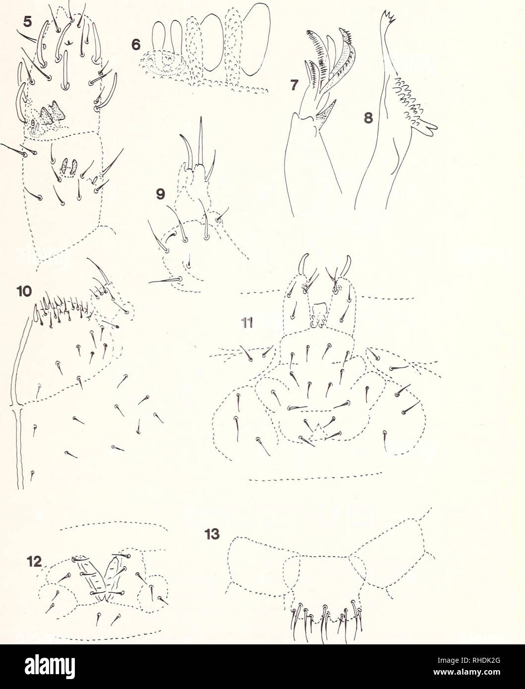 . Bonner zoologische Beiträge: Herausgeber: Zoologisches Forschungsinstitut und Museum Alexander Koenig, Bonn. Biologie; Zoologie. Eine neue Familie von Collembolen 547. Abb. 5 - 13: Isotogastrura arenicola gen. n. sp. n. 5) antennal Artikel III-IV, dorsal. 6) dorso-basalen Sinnesorgan von antennal Segment IV. 7) Oberkiefer. 8) Unterkiefer. 9) palp maxillaris. 10) Schamlippen. 11) furca. 12) ventralen Rohr. 13) labrum.. Bitte beachten Sie, dass diese Bilder aus gescannten Seite Bilder, die digital haben für die Lesbarkeit verbessert - Färbung und Aussehen dieser Abbildungen können nicht Perfekt extrahiert werden Stockfoto