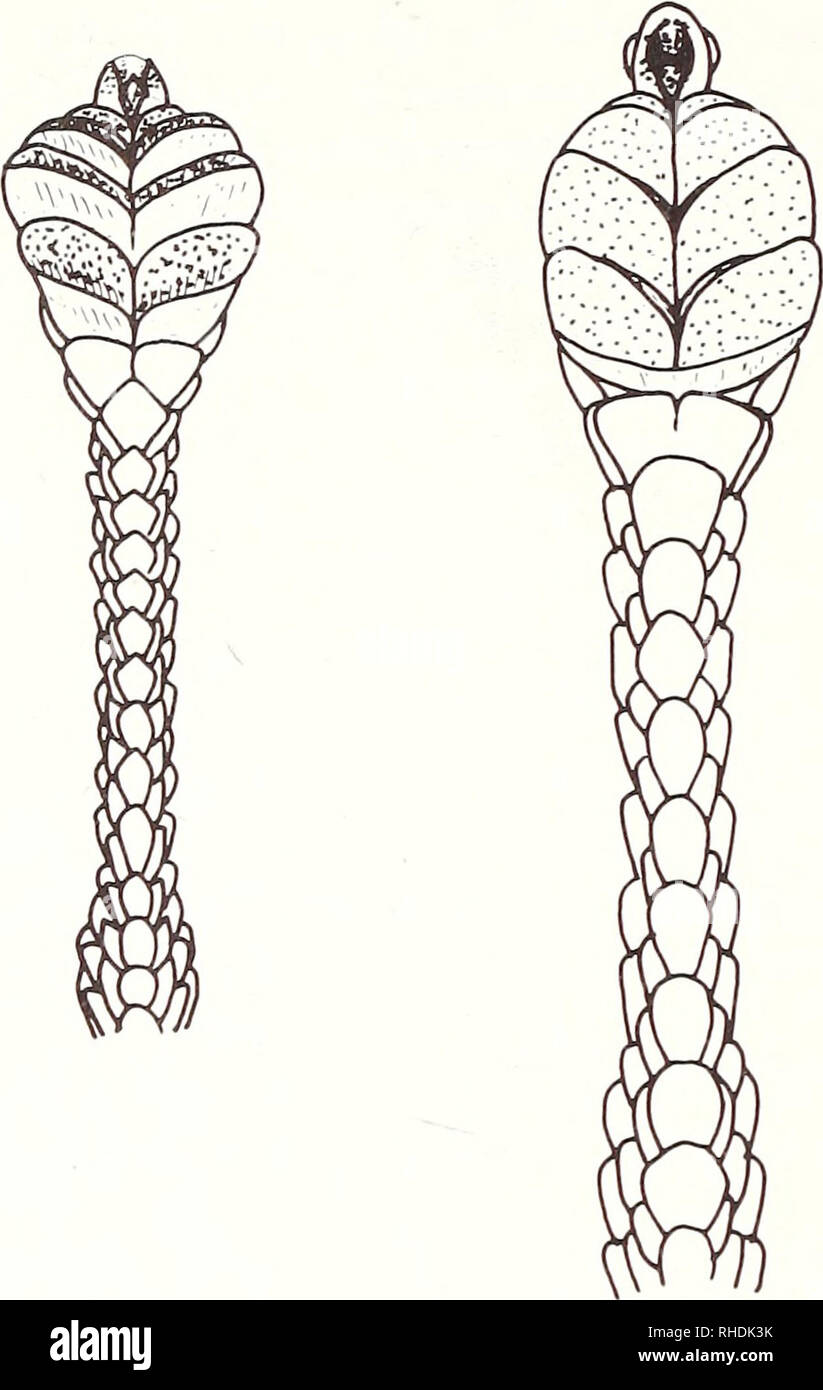 . Bonner zoologische Beiträge: Herausgeber: Zoologisches Forschungsinstitut und Museum Alexander Koenig, Bonn. Biologie; Zoologie. 538 N. H. G. Jacobsen. Abb. 4: Vergleichende Morphologie der vierten Zehe von L. graniticolus (rechts) und L. waterbergensis (links). n=3, Masse = 1,47 ± 0,17 (ISD), n=2. Erwachsene Weibchen erreichen 39,5 mm SVL und eine Masse von 1,8 g. Meine weiblichen SVL = 36,87 mm ± Wiederrufsbelehrung (ISD), n=4, Masse 1,72 g ± 0,14 (ISD), n = 3. Reproduktion. Oviparous, zwei volle Bezeichnung Eizellen messen 8,1 x 5,4 - 5,6 mm wurden in situ in einem weiblichen im November gemessen. Eine andere Frau wurde auch mit zwei Entwicklung o Gravid Stockfoto