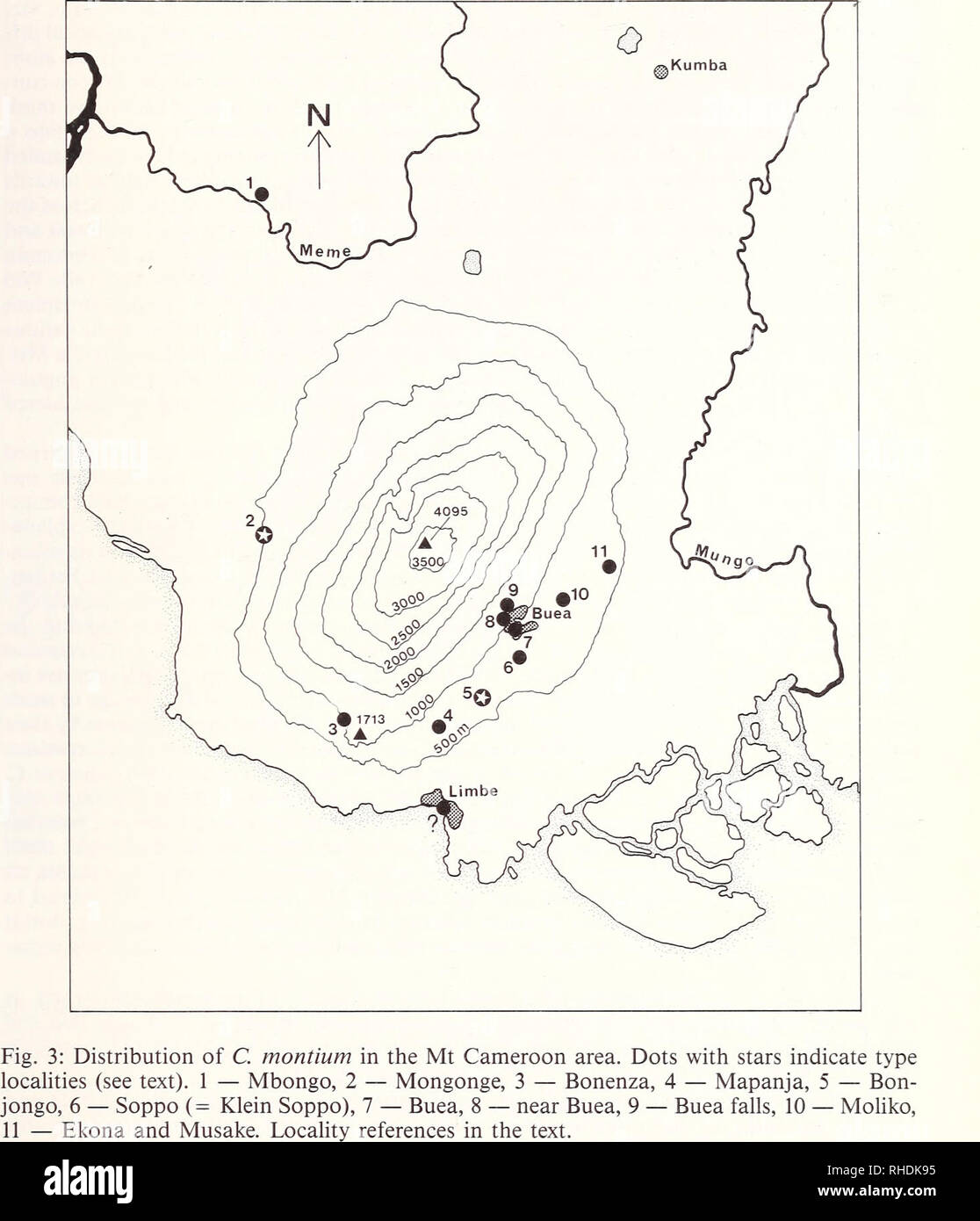 . Bonner zoologische Beiträge: Herausgeber: Zoologisches Forschungsinstitut und Museum Alexander Koenig, Bonn. Biologie; Zoologie. t Arten der Chamaeleo crista Tus Gruppe 459. Höhen während des kühlen, pluviale Perioden im Pleistozän. Die derzeit isolierten Bergwald Patches und die Arten, die Sie bewohnen, waren einst Teil eines kontinuierlichen bergwald Riemen, der aus Westafrika entlang der nördlichen Rand des Kongo Auwald in Richtung Osten Afrika ausgedehnt. Mertens (1964) argumentiert, dass während der Zeit der Bergwald Expansion der Meeresspiegel gesenkt wurde, so dass Ferna Stockfoto