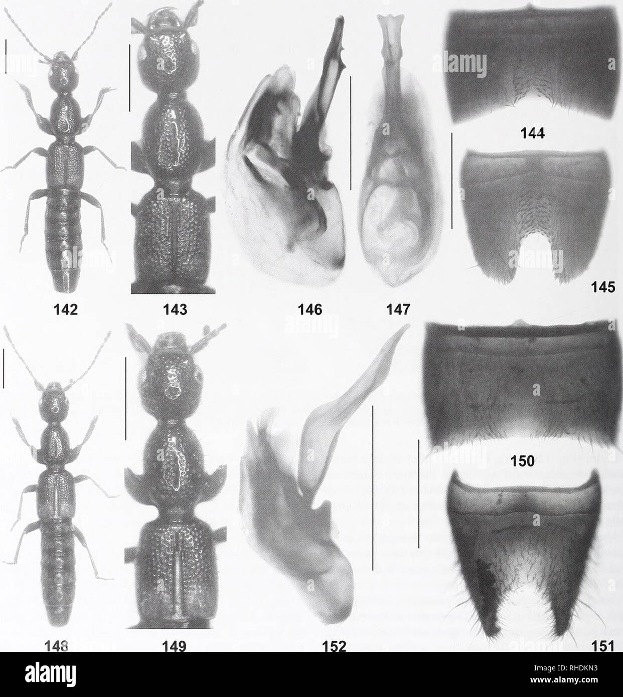 . Bonn zoologische Bulletin. Zoologie. 90 Volker Assing. Feigen 142-152. Lobrathium hebeatum (142-147) und L. gladiatum (148-152). 142, 148: Habitus; 143, 149: vorderwagen; 144, 150: männlich sternite VII; 145,151: männlich sternite VIII, 146-147, 152: aedeagus in lateraler und in ventralen anzeigen. Maßstabsbalken: 142-143, 148-149: 1,0 mm; 144-147, 150-152: 0,5 mm. tionen und beschreibende Informationen zur Verfügung gestellt von Zheng (1988), gibt es keinen Zweifel daran, dass das Material die nachfolgend aufgeführten conspe ist- zifischen mit der holotypus. Material untersucht. China: Sichuan: 5S&lt; $ 3 $$, Daxue Shan, W env. Kangding, 30° 03' N, 101°57'E, 2600-2700 m, 22.-24. Stockfoto