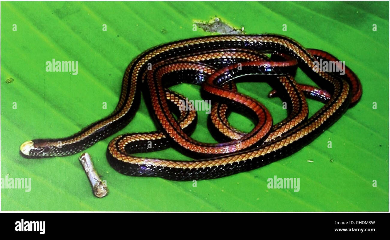 . Bonn zoologische Bulletin. Zoologie. Abb. 4. a) Tropidophorus Boehmei von Lao Cai Provinz, Foto T.T. Nguyen; b) Porträt der erhaltenen Calamaria gialaiensis von Gia Lai Provinz, Foto T. Ziegler; und c) Protobothvops trungkhanhensis von Cao Bang Provinz, Foto T.T. Nguyen.. Abb. 5. Colubroelaps nguyenvansangi von Binh Phuoc Provinz, Foto N. Poyarkov. Bonn zoologische Bulletin 57(2): 137-147 © Zfmk. Bitte beachten Sie, dass diese Bilder extrahiert werden aus der gescannten Seite Bilder, die digital haben für die Lesbarkeit verbessert - Färbung und Aussehen dieser Abbildungen können nicht perfectl Stockfoto