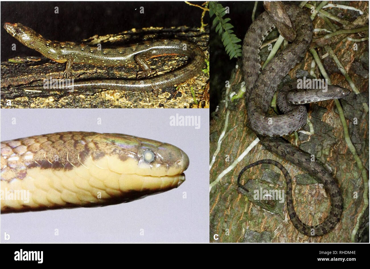 . Bonn zoologische Bulletin. Zoologie. 144 Thomas Ziegler & Amp; Truong Quang Nguyen. Abb. 4. a) Tropidophorus Boehmei von Lao Cai Provinz, Foto T.T. Nguyen; b) Porträt der erhaltenen Calamaria gialaiensis von Gia Lai Provinz, Foto T. Ziegler; und c) Protobothvops trungkhanhensis von Cao Bang Provinz, Foto T.T. Nguyen.. Bitte beachten Sie, dass diese Bilder sind von der gescannten Seite Bilder, die digital für die Lesbarkeit verbessert haben mögen - Färbung und Aussehen dieser Abbildungen können nicht perfekt dem Original ähneln. extrahiert. Zoologisches Forschungsmuseum Alexander Koenig. Bonn Stockfoto