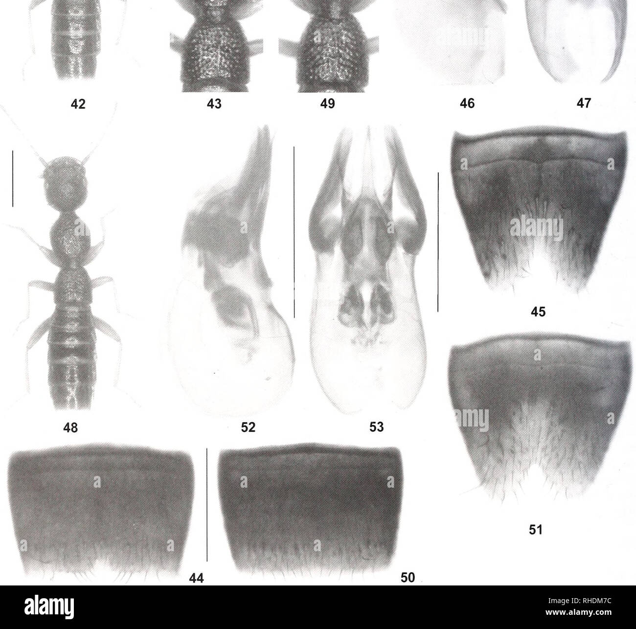 . Bonn zoologische Bulletin. Zoologie. Feigen 42-53. Nazeris wrasei (42-41) und N. schuelkei (48-53). 42, 48: Habitus; 43, 49: vorderwagen; 44, 50: Männliche stemite VII; 45, 51: Männliche sternite VIII; 46-47, 52-53: aedeagus in lateraler und m ventrale Ansicht. Maßstabsbalken: 42-43, 48^9: 1,0 mm; 44^7, 50-53: 0,5 mm. Bonn zoologische Bulletin 62 (2): 125-170® ZFMK. Bitte beachten Sie, dass diese Bilder sind von der gescannten Seite Bilder, die digital für die Lesbarkeit verbessert haben mögen - Färbung und Aussehen dieser Abbildungen können nicht perfekt dem Original ähneln. extrahiert. Zoologisches Forschungsmuseum Alexan Stockfoto