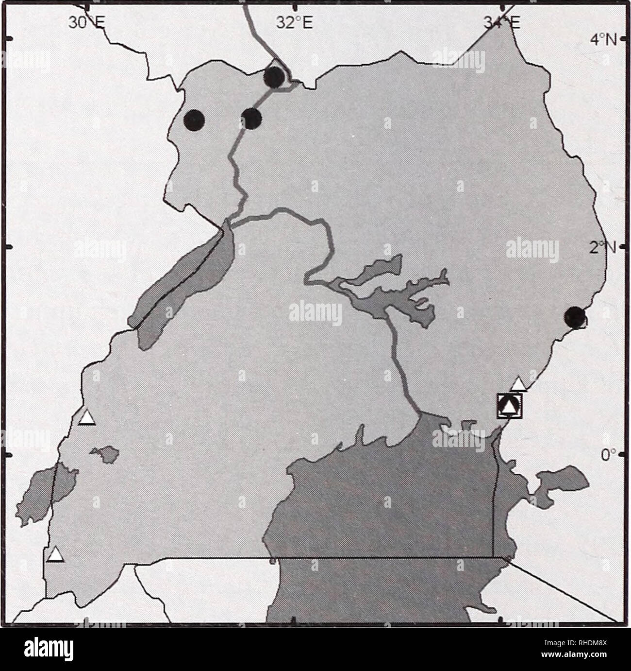 . Bonner zoologische nach 1550. Zoologie. BONNER ZOOLOGISCHE / Nr. 55/2009 32 a) SK&gt; 12,0 (33) 32 b) SK 11.0-11.8; die beiden oberen Schneidezähne Bifidum; braincase leicht über dem Podium; FA 24-31; Fell sehr dunkles Braun Pipistrellus namdus Feigen. 27 C, 28 H, Q 32 c) SK 11.3-12.4; braincase ziemlich hoch über dem Podium; oberen äußeren Schneidezahn ziemlich lang unicuspid, inneren oft Bifidum; Fell rot-Braue^n auf mittel braun mit auffälligen schwarzen Wurzeln, Ohren dunkel Pipistrellus nanus Feigen. 27 A, 28 B, G, M 32 d) sehr wie nanus, sondern Ohren Rosa, Bauch Fell heller, manchmal hat Drüsen entlang Schwanz, penisknochen verschiedene Pipistr Stockfoto