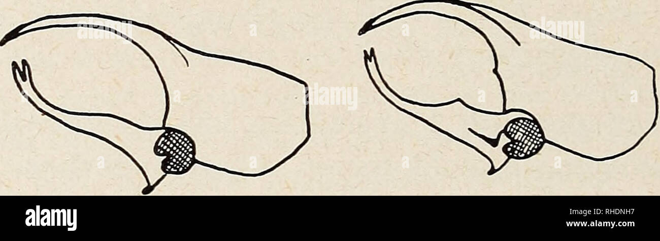 . Bonner zoologische Beiträge: Herausgeber: Zoologisches Forschungsinstitut und Museum Alexander Koenig, Bonn. Biologie; Zoologie. 66 Sebó Endródi Bonn, zool. Beitr. Ich fand 2 Exemplare von E.siamensis Runde., bei welchen das kopfhorn an der Spitze stark ausgeschnitten ist, und nicht wie gewöhnlich, einfach zugespitzt. Ich unsere This Form E. siamensis ab. biiidus n.ab. Holotypus aus Cochincina in der Sammlung des Museums A. Koenig in Bonn, Para-Typ aus Laos in meiner Sammlung. Spodistes Pfeil. G. J. Pfeil (Ann. Mag. Nat. Hist., 7, X 1902, Pag 142) und Chr. Stern-Berg (Deutsche Ent. Zeitsc Stockfoto