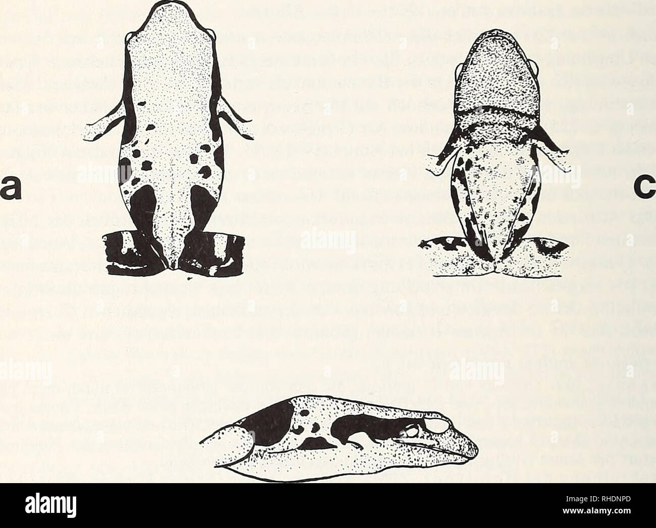 . Bonner zoologische Beiträge: Herausgeber: Zoologisches Forschungsinstitut und Museum Alexander Koenig, Bonn. Biologie; Zoologie. 250 W. Böhme & Amp; H. Schneider mitäten Hölle, sterben spärlich vorderen und hinteren stärker blaß, Sterben und intensiv schwarzbraun quergebändert. Femora unterseits Zeichnungslos. Bemerkungen zu den Paratypen, 2er Biogeographische Sammlung Saarbrücken und1 9 Koll. Schneider, 1 9 (ZFMK 45943), alle vom selben Fundort: In der Größe (20-22,5 mm Kopfrumpflänge) und in der relativen Beinlänge einheitlich und gut mit dem Holotypus übereinstimmend. Oberseitenfärbung und-Zeichn Stockfoto
