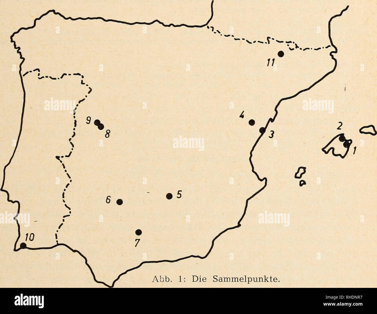 . Bonner zoologische Beiträge: Herausgeber: Zoologisches Forschungsinstitut und Museum Alexander Koenig, Bonn. Biologie; Zoologie. Heft 4 7/1956 Fledermausfauna Spaniens 297 Stück hat zwar Datum und genauen Fundort, leider aber fehlen Mathematik An-gaben, sterben bei mancher der gesammelten Formen interessiert hätten, gänzlich. Das gesamte Material beläuft sich auf 97 Stücke, 14 der 22 Arten von Spanien - kannten und außerdem einer für die iberische Halbinsel neuen werden Kunst, Nycta-lus lasiopterus, angehören. Als Vergleichsmaterial stand mir meine, allerdings nicht sehr umfangreiche Sammlung zur Stockfoto