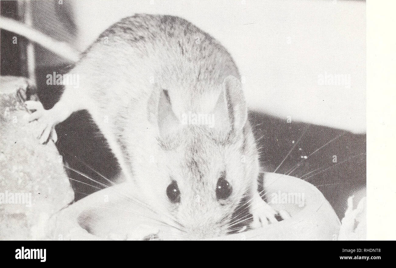 . Bonner zoologische Beiträge: Herausgeber: Zoologisches Forschungsinstitut und Museum Alexander Koenig, Bonn. Biologie; Zoologie. Verhalten und Nahrungswahl von Felsenmäusen 9. Abb. 2: Sterben Felsenmaus {Apodemus mystacinus). Da die Zucht von Felsenmäusen nicht ganz problemlos ist (Dieterlen 1965, Winking mündl. 1987), erscheint es angebracht, hier näher auf die Haltungsbedingungen einzugehen. In vier Terrarien verschiedener Größe (mindestens 70 x 31 x 38 cm) mit Drahtdeckeln waren Paare untergebracht, in zwei weiteren (190 x 30 x 35 cm bzw. 150 x 40 x 50 cm), jeweils ein Männchen und drei Weibche Stockfoto