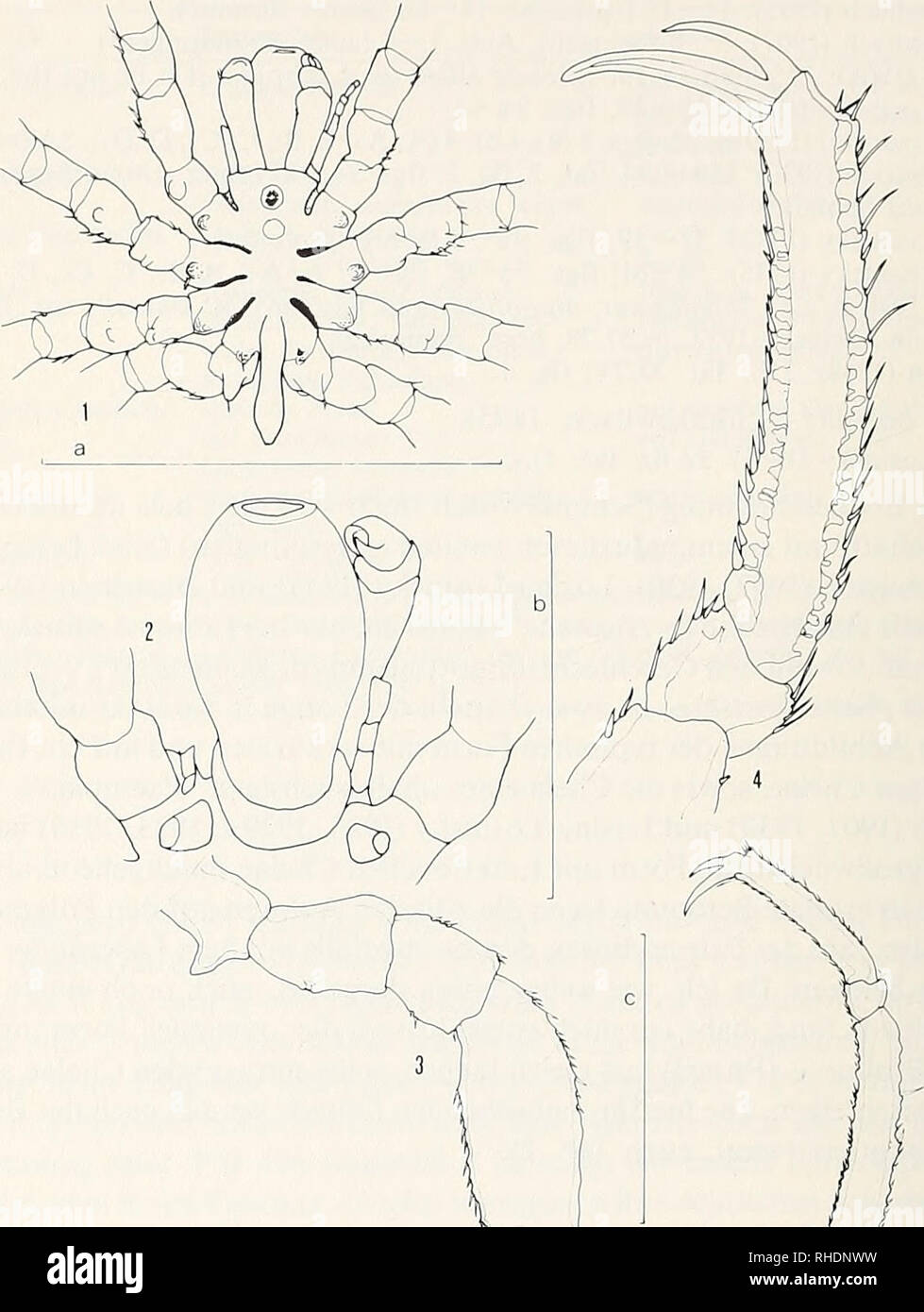 . Bonner zoologische Beiträge: Herausgeber: Zoologisches Forschungsinstitut und Museum Alexander Koenig, Bonn. Biologie; Zoologie. 304 F. Krapp. Abb. 1 - 9: Achelia neotenica sp. n., holotypus 9, Sammlung des Riks - naturhistoriska Museet Stockholm Nordiska hafsspindler Eller pantopoder Nr. 541. - (1) Habitus von dorsal, teilweise Beinansätze, (2) Rüssel von ventral, (3) Drittes linkes Gangbein, (4) dessen terminale Glieder (Tarsus, Propodus und Klauen), (5) Oviger links, (6) distale Ovigerglieder, (7) 2 spezialisierte Borsten vom Ovigerglied 10, (8), (9) Palpus Cheliphor. - 1 im zentrumsplan a= Stockfoto