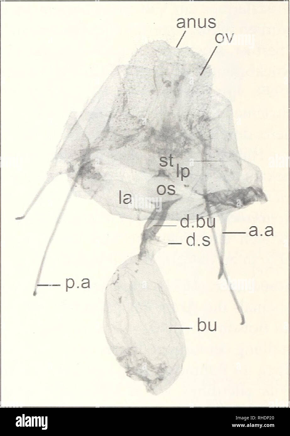 . Bonner zoologische nach 1550. Zoologie. 12 Anus ov / St-IP-P.a OS-a.a la-d. Bu La-bu. Abb. 4. Weibliche übersichtsabbildung Genitalapparate. Dyscia raunaria (Freyer, [1851]) (links) und Dyscia galactaria Turati. 1934 (rechts). Zeichenerklärung: a.a = Apophysis ante - rioris. Bu = Coipus bursae. d. Bu = Ductus bursae. d.s = Ductus seminalis. Los Angeles = Lamella anteva - ginalis. Inc.= Lamella postvaginalis, os = Ostiums Schleimbeutel, ov=Ovipositor, p. a. = Apophysis posterioris. St=Sterigma. Gut als maßgebliche und seitdem erschienene Bearbeitung der Gruppe im Rahmen des Seitz chen Werkes Stockfoto