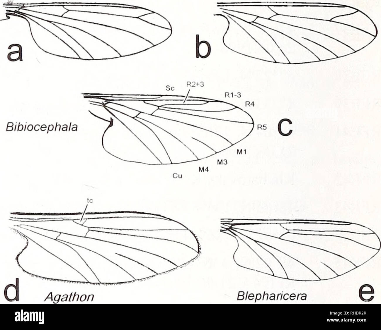 . Bonner zoologische Beiträge: Herausgeber: Zoologisches Forschungsinstitut und Museum Alexander Koenig, Bonn. Biologie; Zoologie. 336 Bonner zoologische Beiträge 53 (2004) len Material unter der jeweiligen Spezies nur wenn taxo-Nomisch wichtig ist, oder wenn die aus Orten dis-tinctly außerhalb des Bereichs im Jahr 1998 beprobt. Wir waren auch wertvolles Vergleichsmaterial aus der Mongolei (S. Surenkhorloo, Ulan Bataar gewohnt), Kasachstan (V. Devyatkov, Ust-Kamenogorsk) und Japan (S. Uchida, Toyota). Alle diese Sammlungen sind derzeit bei Schlitz in der Sammlung S. Zwick (PZ) aufbewahrt und eventuall Stockfoto