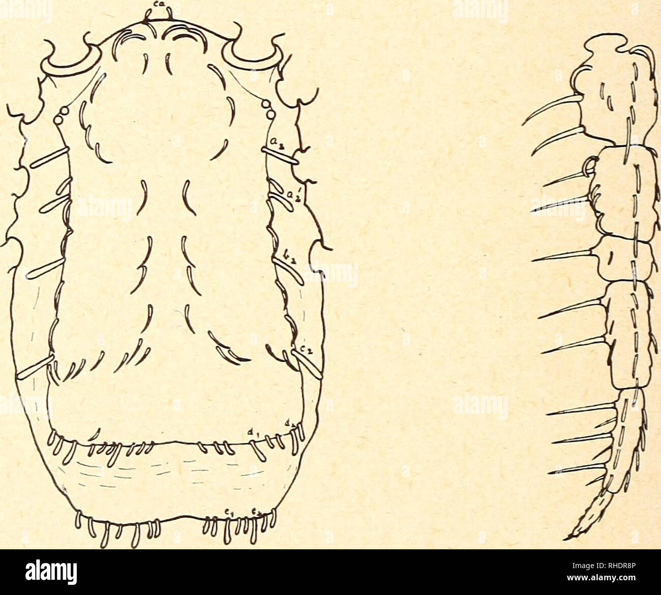 . Bonner zoologische Beiträge: Herausgeber: Zoologisches Forschungsinstitut und Museum Alexander Koenig, Bonn. Biologie; Zoologie. 210 Bonn. zool. Beitr. Eine weitere neue Allocaeculus-Art nebst Bemerkungen über bekannte Vertreter der Caeculidae (Acari) Von HERBERT FRANZ, Wien (Mit 2 Abb.) Auffindung von nicht weniger als sieben neuen Sterben Arten aus der Familie Caeculidae anläßlich meiner ersten Forschungsreise nach Spanien ließ vermuten, dass Sterben Formenmannigfaltigkeit of this Milbengruppe im westlichen Mittel meergebiet - auch durch die Neubeschreibungen noch nicht voll erfaßt worden sei. In der T Stockfoto