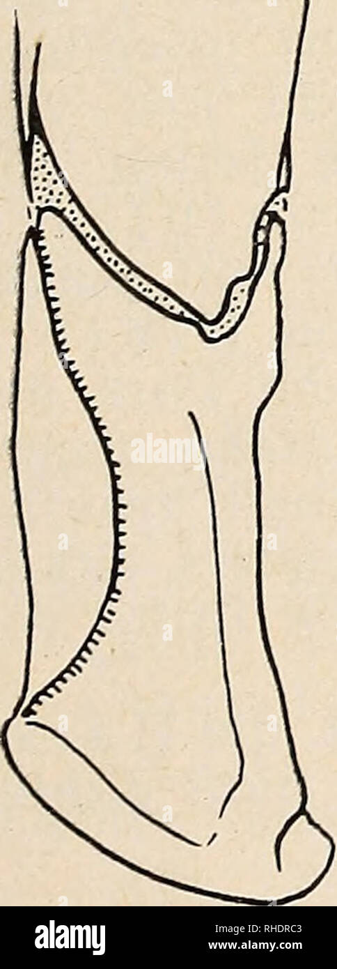 . Bonner zoologische Beiträge: Herausgeber: Zoologisches Forschungsinstitut und Museum Alexander Koenig, Bonn. Biologie; Zoologie. Heft 1/2 10/1959 Neue Käfer: Aphodius 113 Aphodius (Cinacanthus) Rttr hastatus. $ •. Im unbearbeiteten Material meiner Sammlung fand sich ein Tier, daß sich als das meines Wissens noch unbekannte 9 obiger Art erwies. Unterschiede gegenüber dem 6 sind gering. Das ganze Tier ist stärker gewölbt; der Kopf kleiner, der clypeus weniger breit abgestutzt, schwach ausgerandet, sterben verrundeten Vorderecken breit aufgebogen; der Halsschild ist etwas stärker und dichter, ein Stockfoto