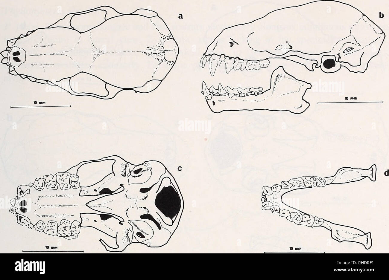 Bonner Zoologische Nach 1550 Zoologie 49 Abb 30 Brachyphylla Nana A Schadel Dorsalansicht B Schadel Seitenansicht C Schadel Basal D Unterkiefer Draufsicht Innere Obere Incisivi Belebt Mit Spitzen Kante Aussere Schneidezahne