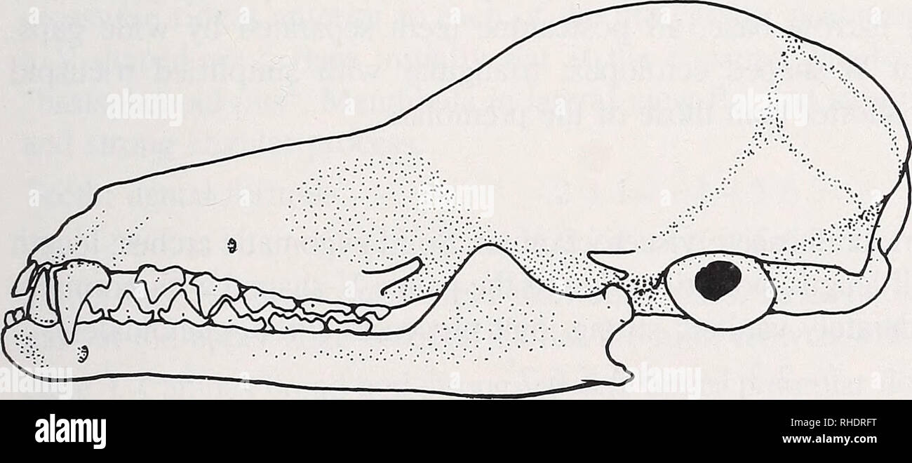 . Bonner zoologische nach 1550. Zoologie. 10 mm Abb. 26: Lonchophylla mordax, H Schädel laterale Ansicht. Abb. 27: Lonchophylla robusta, Schädel laterale Ansicht 10 mm. Bitte beachten Sie, dass diese Bilder sind von der gescannten Seite Bilder, die digital für die Lesbarkeit verbessert haben mögen - Färbung und Aussehen dieser Abbildungen können nicht perfekt dem Original ähneln. extrahiert. Bonn, Zoologisches Forschungsinstitut und Museum Alexander Koenig Stockfoto