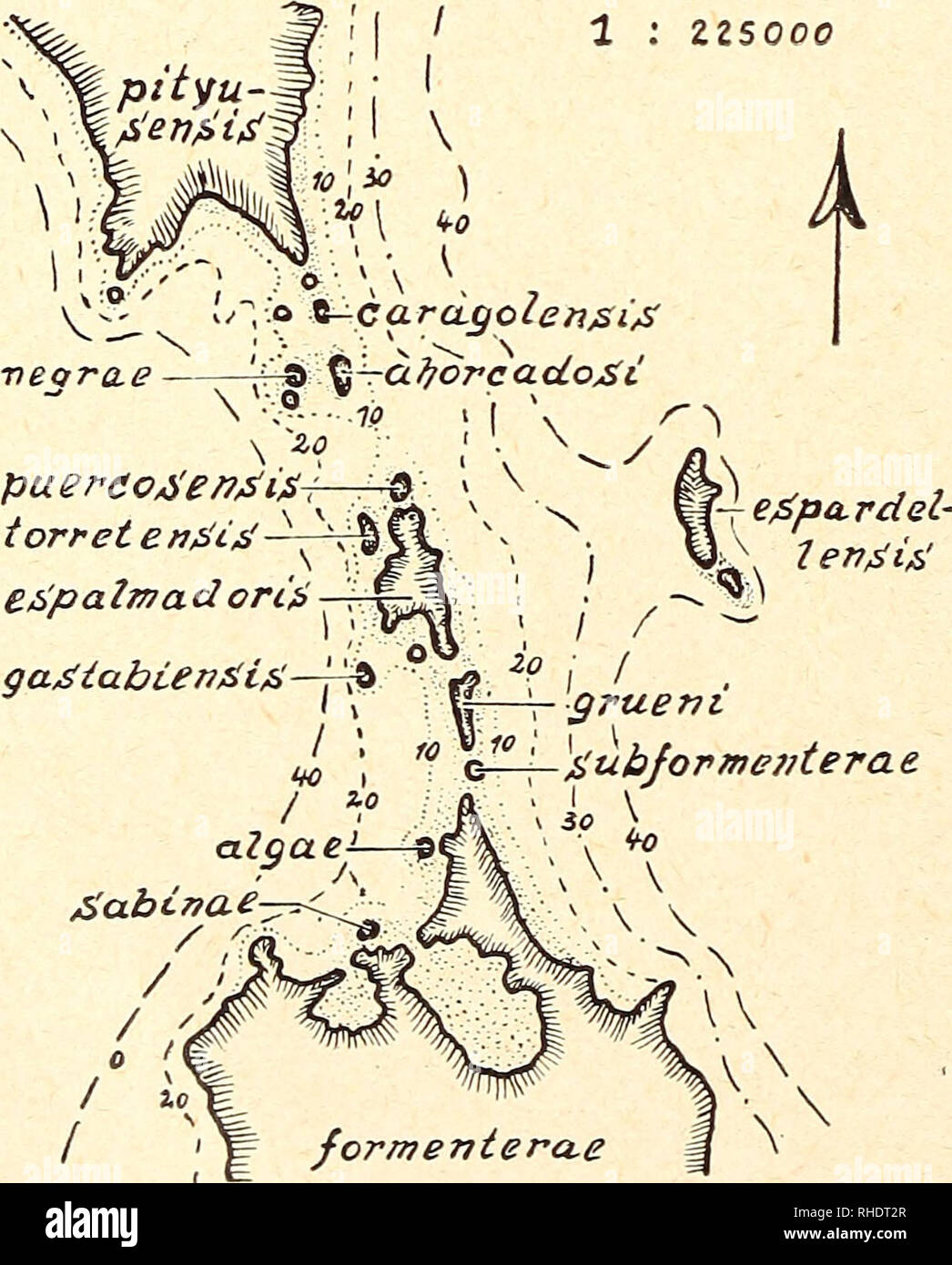 . Bonner zoologische Beiträge: Herausgeber: Zoologisches Forschungsinstitut und Museum Alexander Koenig, Bonn. Biologie; Zoologie. 74 K. F. Buchholz Bonn, zool. Beitr. anwende, so tue ich das in erster Linie, um es in der Herpetologie einzuführen. In diesem Fall erscheint es auch bedingt zulässig, da das hier behandelte Material unserer Sammlung in Präparation und Konservierung sterben gleiche Wärmebehandlung erfuhr. Gegenüber Messungen eine frischtotem Material treten hier-bei natürlich Fehler auf, die aber - da Sie immer die gleichen sind-doch relativ vergleichbare Ergebnisse zulassen. Nachfolgend se Stockfoto