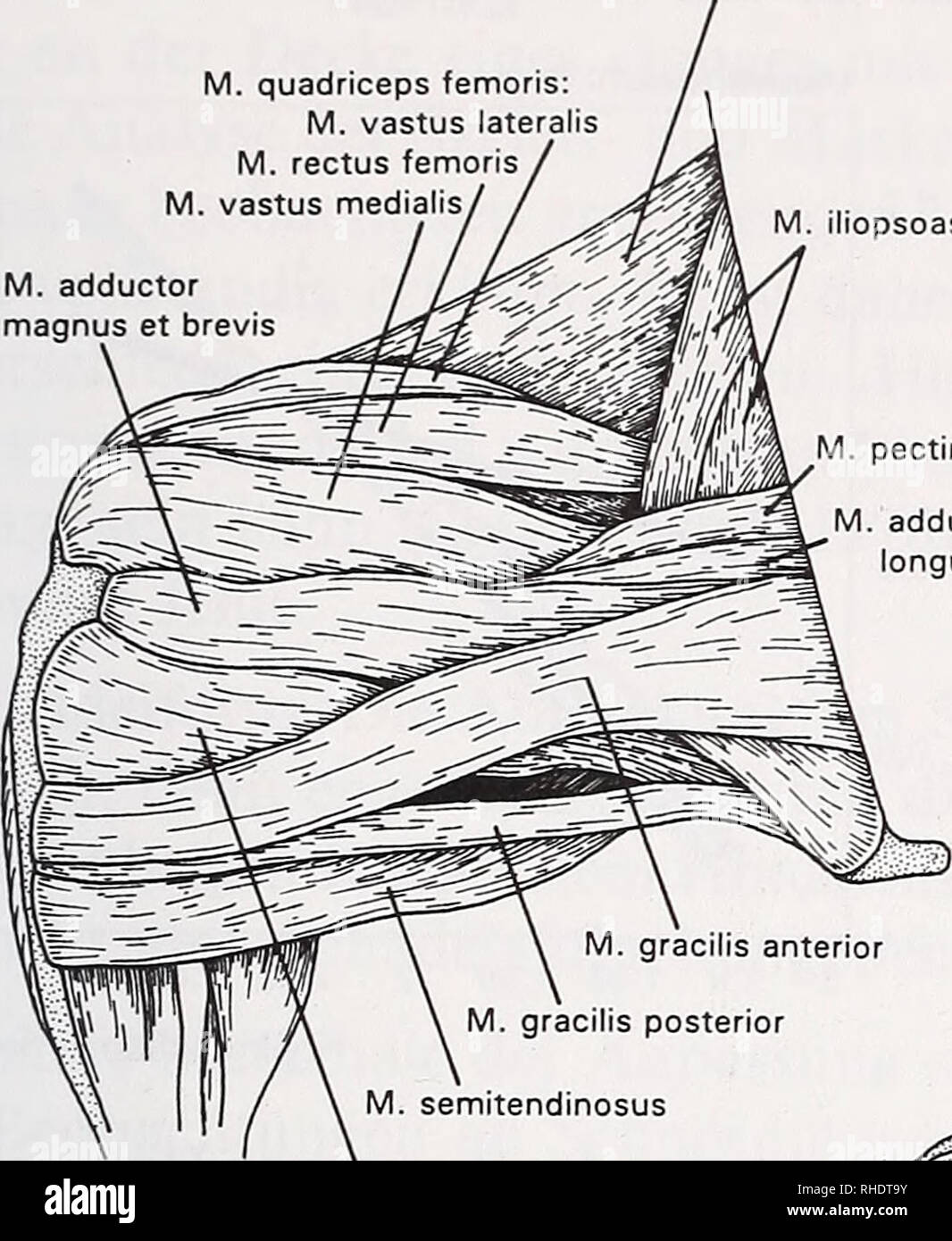 M Rectus Lateralis Stockfotos und bilder Kaufen Alamy