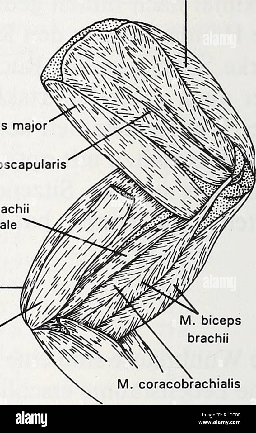 . Bonner zoologische Beiträge: Herausgeber: Zoologisches Forschungsinstitut und Museum Alexander Koenig, Bonn. Biologie; Zoologie. Bizeps coracobrachial^ extensor Carpi radialis brevis M. pronator teres flexor Carpi radialis M. flexor digitorum superficialis M. extensor digitorum profundus M. abductor pollicis Longus.. M. supinator. Bitte beachten Sie, dass diese Bilder sind von der gescannten Seite Bilder, die digital für die Lesbarkeit verbessert haben mögen - Färbung und Aussehen dieser Abbildungen können nicht perfekt dem Original ähneln. extrahiert. Zoologisches Forschungsinstitut und M Stockfoto