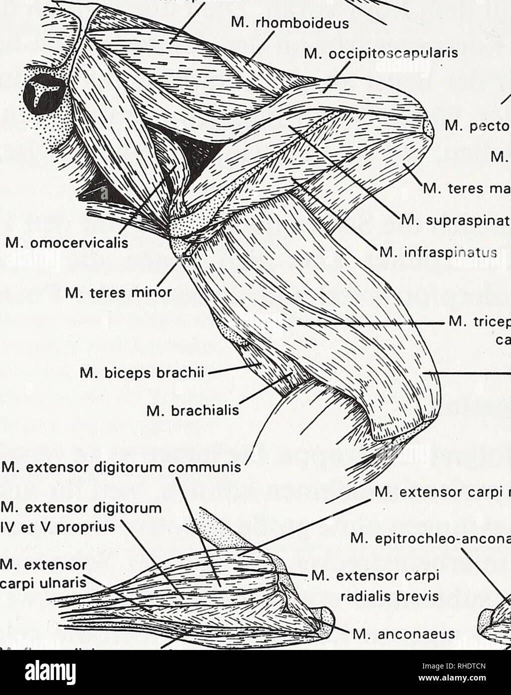 . Bonner zoologische Beiträge Herausgeber Zoologisches
