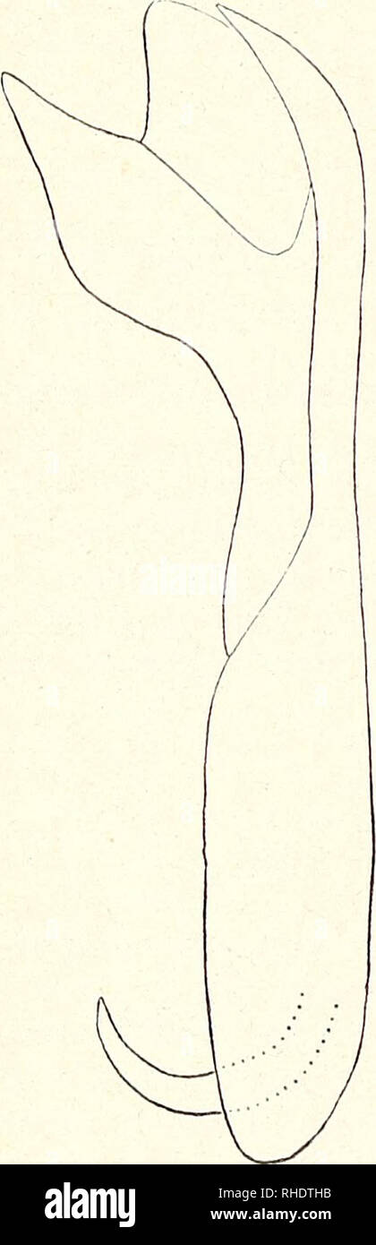 . Bonner zoologische Beiträge: Herausgeber: Zoologisches Forschungsinstitut und Museum Alexander Koenig, Bonn. Biologie; Zoologie. 310 F. Daniel ich Bonn. Ich zool. Beitr. Maoershan, 12.08.25 (Leg. Tolmachov) und 10. Vii. 40 (Coli, m.); Nikolajefsk (Staats- sammlung München und coli. m.). Japan: Kobe, 5. - 27. Vi. 13, VI. 15; Japan, ohne nähere Fundortangahe; Asamayama, Mitte VII. 14. Hon e. Korea c: Utikongo im Kongosan, 500 m, 25. Vii. - 3. Viii. 40. Höne. Shansi: Mien Shan, obere Höhe 2000 m, 6. Vii. - 9. Viii. 37. Höne. M. miniata rosaría Btlr. und rosacea Brem, wurden in der Literatur bisher ni Stockfoto